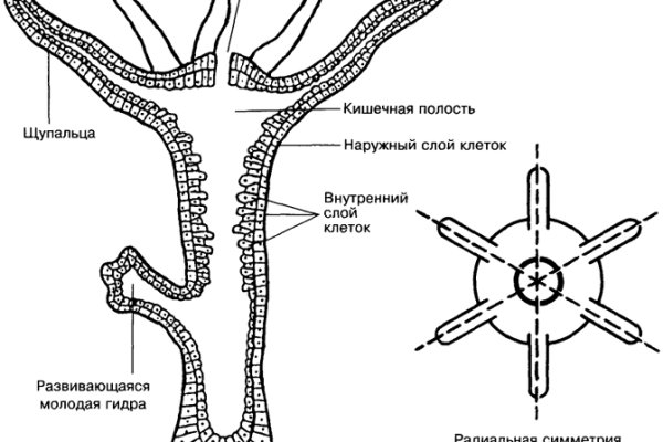 Действующие ссылки на кракен